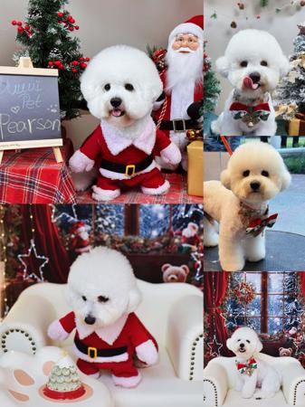 Bichon Frise for sale by SCOMAR