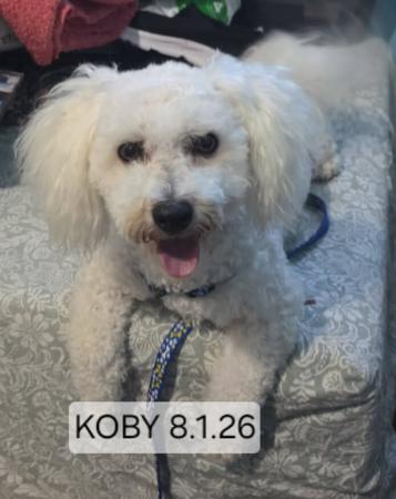 Bichon Frise puppy for sale by SCOMAR