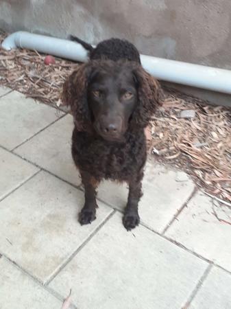 Murray River Retriever for sale by MARKABLE