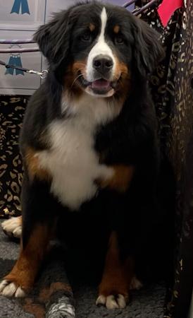 Bernese Mountain Dog for sale by SWISSPEAKS