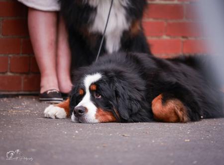 Bernese Mountain Dog for sale by SWISSPEAKS