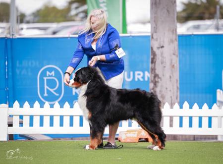 Bernese Mountain Dog for sale by SWISSPEAKS