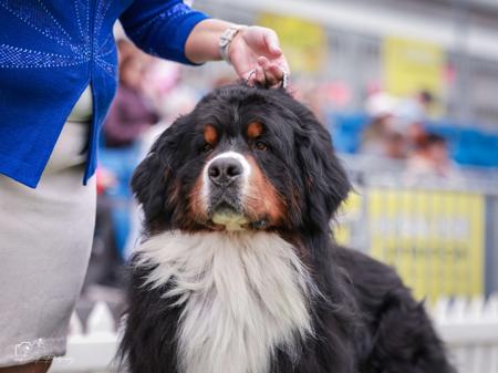 Bernese Mountain Dog for sale by SWISSPEAKS