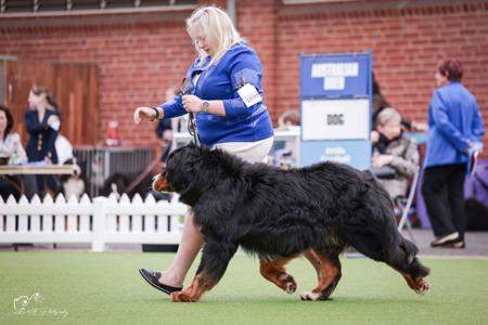 Bernese Mountain Dog for sale by SWISSPEAKS