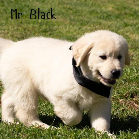 Golden Retriever puppy for sale by GAYLEHAYDON