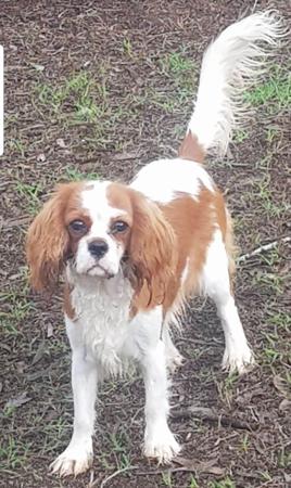 Cavalier King Charles Spaniel puppy for sale by KABOB