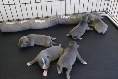 Staffordshire Bull Terrier for sale by MATESTAFF
