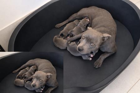 Staffordshire Bull Terrier for sale by MATESTAFF