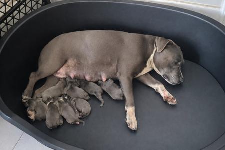 Staffordshire Bull Terrier for sale by MATESTAFF