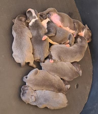 Staffordshire Bull Terrier for sale by MATESTAFF