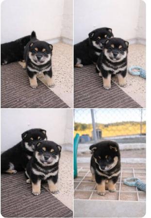 Shiba Inu for sale by MATESTAFF