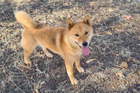 Shiba Inu for sale by MATESTAFF