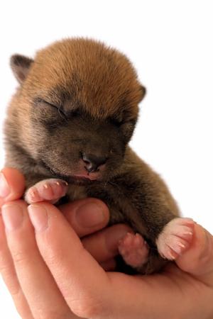 Shiba Inu for sale by MATESTAFF