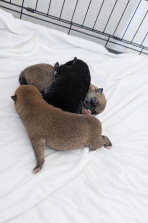 Shiba Inu for sale by MATESTAFF