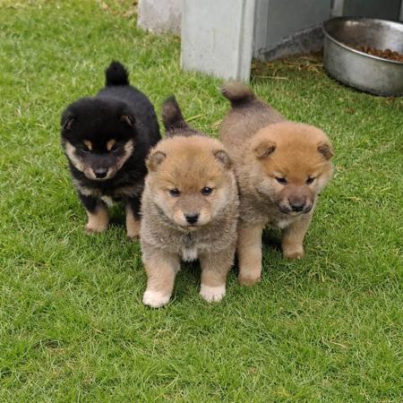 Shiba Inu puppy for sale by MATESTAFF
