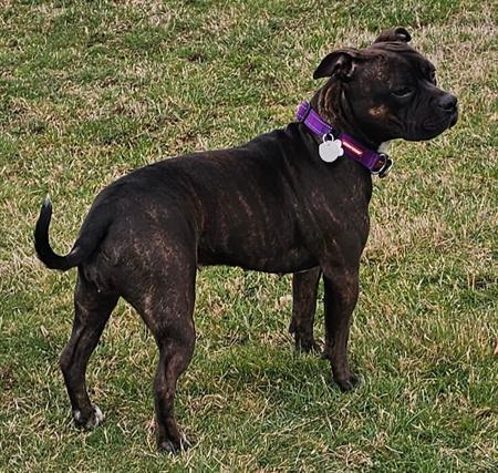 Staffordshire Bull Terrier for sale by COUNTERPUNCH