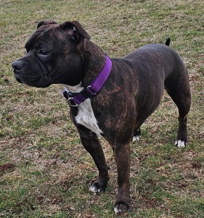 Staffordshire Bull Terrier for sale by COUNTERPUNCH