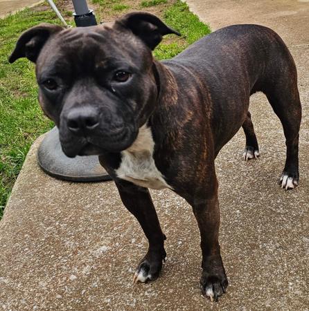 Staffordshire Bull Terrier for sale by COUNTERPUNCH