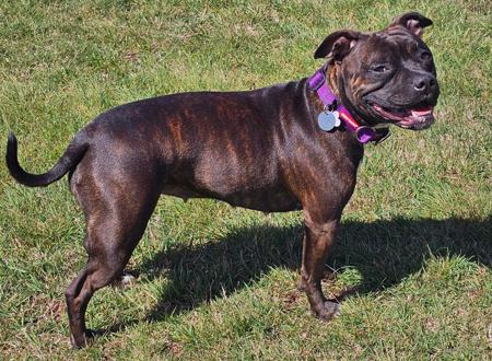 Staffordshire Bull Terrier for sale by COUNTERPUNCH