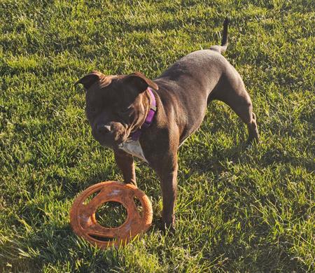 Staffordshire Bull Terrier for sale by COUNTERPUNCH