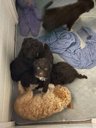 Lagotto Romagnolo puppy for sale by CASTAGNETTA