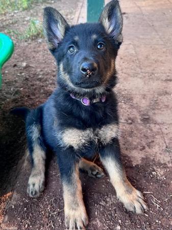 German Shepherd Dog for sale by PANTATHEAN