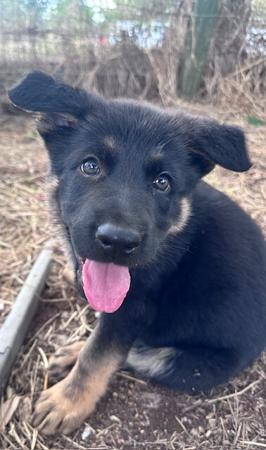 German Shepherd Dog for sale by PANTATHEAN