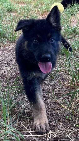German Shepherd Dog for sale by PANTATHEAN