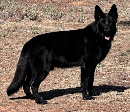 German Shepherd Dog for sale by PANTATHEAN