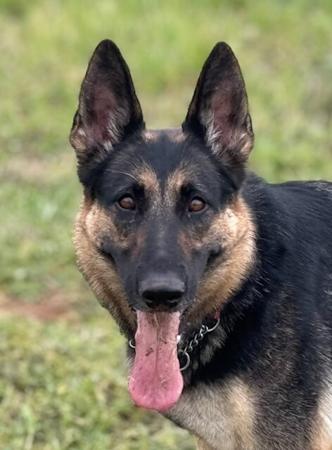 German Shepherd Dog for sale by PANTATHEAN