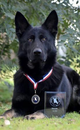 German Shepherd Dog puppy for sale by AMBACH