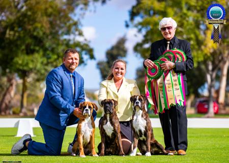 Boxer for sale by JETBOOMBOXERS