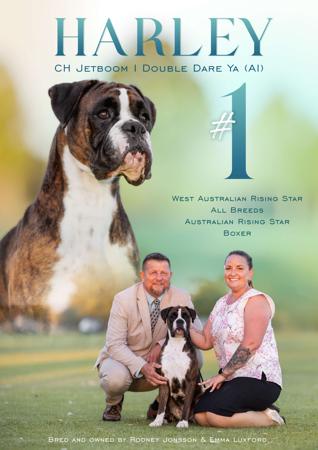 Boxer for sale by JETBOOM