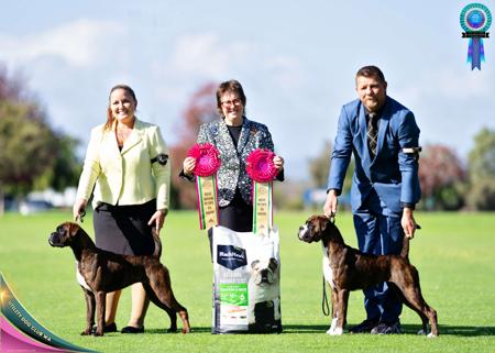 Boxer for sale by JETBOOM