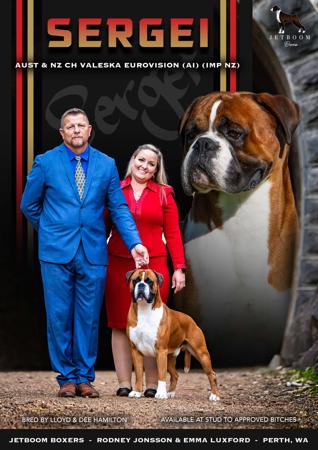 Boxer for sale by JETBOOM