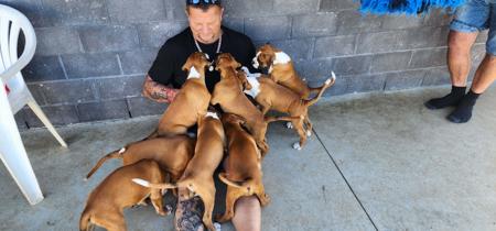 Boxer for sale by JETBOOM