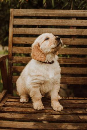 Golden Retriever for sale by BLAIRKIP