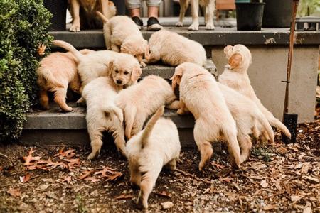 Golden Retriever for sale by BLAIRKIP