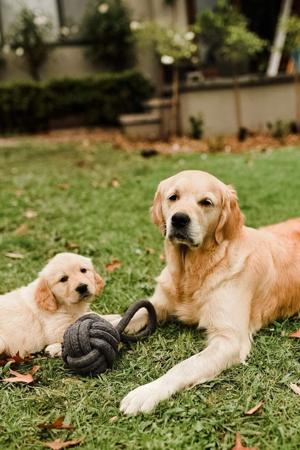 Golden Retriever for sale by BLAIRKIP