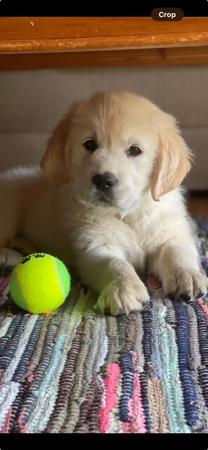 Golden Retriever for sale by BLAIRKIP