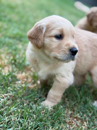 Golden Retriever puppy for sale by BLAIRKIP