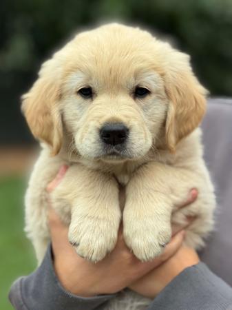 Golden Retriever for sale by BLAIRKIP