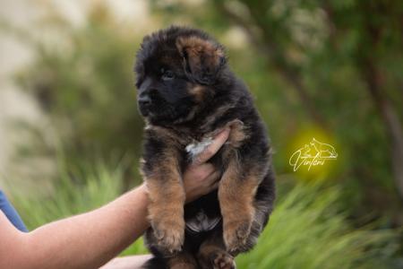 German Shepherd Dog (Long Stock Coat) for sale by VINTANI