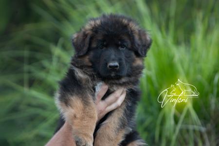 German Shepherd Dog (Long Stock Coat) for sale by VINTANI