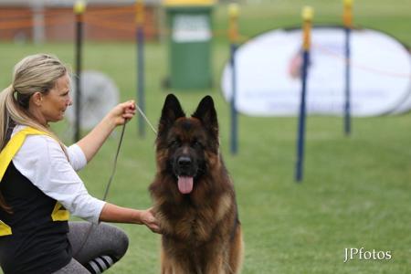 German Shepherd Dog (Long Stock Coat) for sale by VINTANI