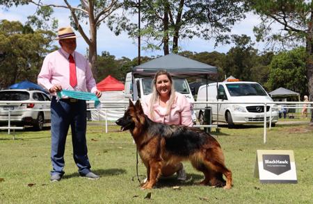 German Shepherd Dog (Long Stock Coat) for sale by VINTANI