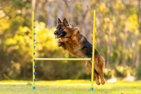 German Shepherd Dog (Long Stock Coat) for sale by VINTANI