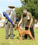Irish Terrier for sale by TAWNYOAK
