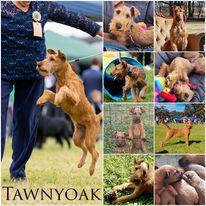 Irish Terrier for sale by TAWNYOAK