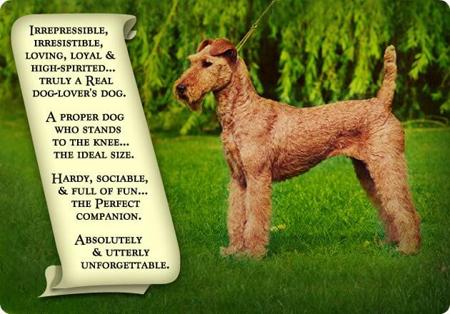 Irish Terrier for sale by TAWNYOAK